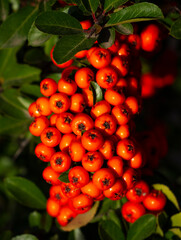 Pyracantha fruits are bright red.
Pyracantha vermilion belongs to the rose family. Used in landscape design.
