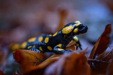 Salamander on wet beech leaves and stones.

