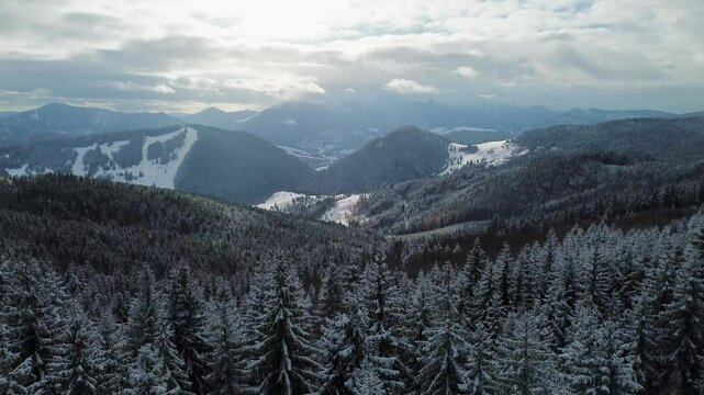 Aerial shot winter forest snowy landscape. carpathian forest hilly landscape,snowy tops of fir trees, from bottom to top