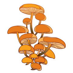 Bunch with outline orange Flammulina velutipes or velvet foot isolated on white background. 