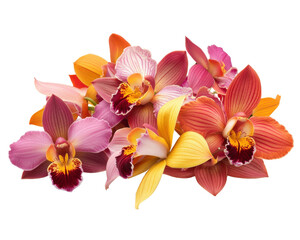 Obraz premium Colorful orchid flowers, isolated on a white background.