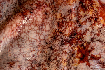 The texture of the wet skin of a large octopus. Bright abstract background.