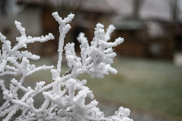 Beautiful winter background - frozen  snow-covered leaves  in winter