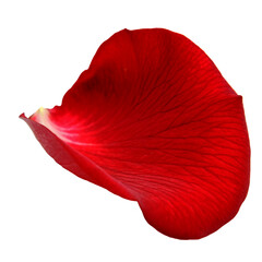 red roses petals on png background