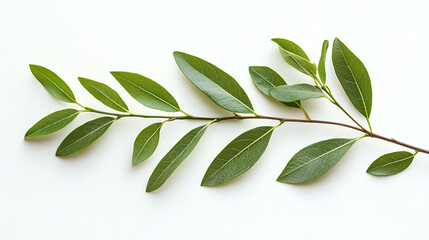 Obraz premium Tree branch with green leaves isolated on white background, fresh spring or summer nature twig plant.