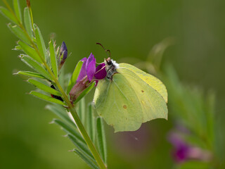 Brimstone Butterfly Feeding on Common Vetch