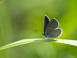 Small Blue Butterfly Resting on Grass