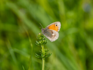 Small Heath Butterfly Resting on a Plant