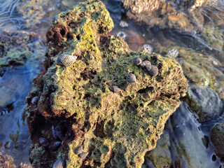 coral rocks on the seashore with conical sea snails