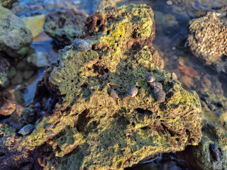 coral rocks on the seashore with conical sea snails