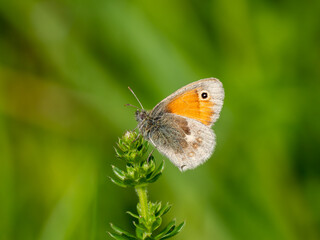 Small Heath Butterfly Resting on a Plant
