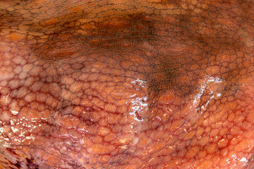 The texture of the wet skin of a large octopus. Bright abstract background.