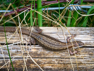 Common Lizard Basking on a Post