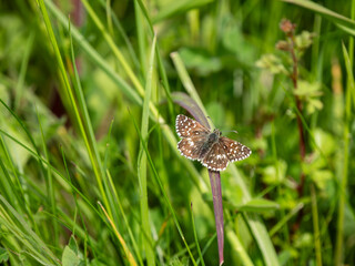 Grizzled Skipper Butterfly Resting. Wings Open.