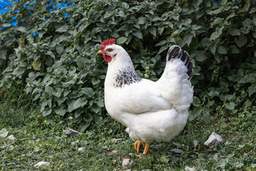 Healthy free range white chicken walking on grass