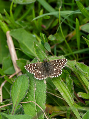 Grizzled Skipper Butterfly Resting. Wings Open.