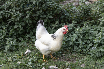 Healthy free range white chicken walking on grass