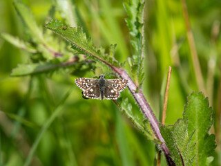 Grizzled Skipper Butterfly Resting. Wings Open.