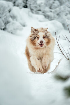 Dog in snow in mountains