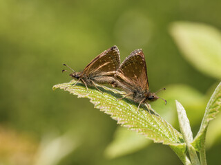 Dingy Skipper Butterflies Mating on a Leaf