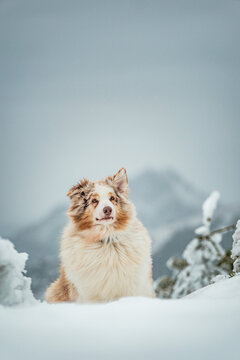 Dog in snow in mountains