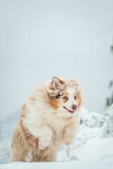 Dog in snow in mountains