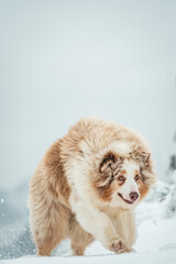 Dog in snow in mountains