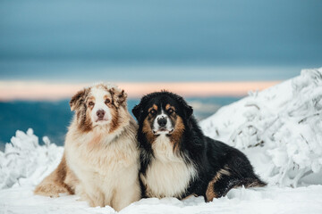 Dogs in snowy mountain