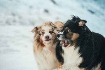 Dogs in snowy mountain