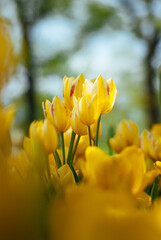 A vibrant field of colorful tulips in full bloom, showcasing a stunning array of red, orange, yellow, and white blossoms against a backdrop of lush green foliage.