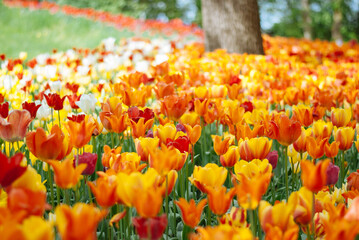 A vibrant field of colorful tulips in full bloom, showcasing a stunning array of red, orange, yellow, and white blossoms against a backdrop of lush green foliage.