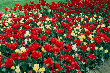A vibrant field of colorful tulips in full bloom, showcasing a stunning array of red, orange, yellow, and white blossoms against a backdrop of lush green foliage.