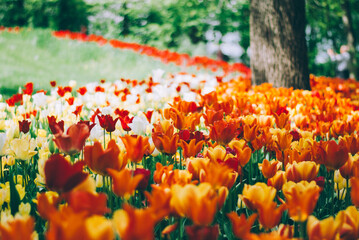 A vibrant field of colorful tulips in full bloom, showcasing a stunning array of red, orange, yellow, and white blossoms against a backdrop of lush green foliage.