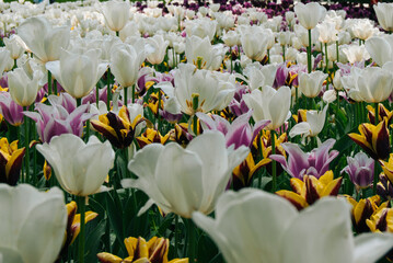 A vibrant field of colorful tulips in full bloom, showcasing a stunning array of red, orange, yellow, and white blossoms against a backdrop of lush green foliage.