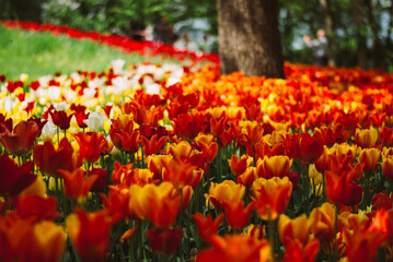 A vibrant field of colorful tulips in full bloom, showcasing a stunning array of red, orange, yellow, and white blossoms against a backdrop of lush green foliage.