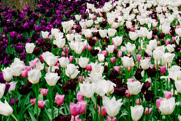 A vibrant field of colorful tulips in full bloom, showcasing a stunning array of red, orange, yellow, and white blossoms against a backdrop of lush green foliage.