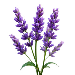 Naklejka premium A fragrant, purple flower with a sweet aroma