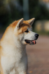 Dog Japanese Akita Inu in the Park