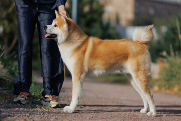 Dog Japanese Akita Inu in the Park