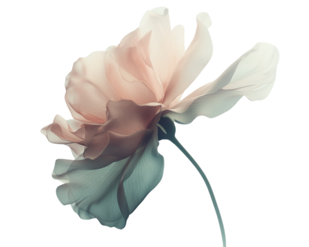 Delicate flower with soft pastel petals, white isolated background.