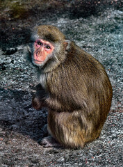 Japanese macaque female on the ground. Latin name - Macaca fuscata	