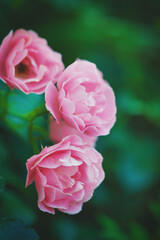 Soft petals of pink roses offer an elegant floral display in the garden