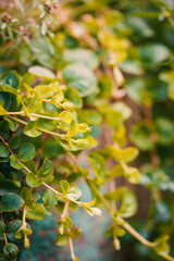 Nature background of lush green leaves with soft textures and vibrant vines