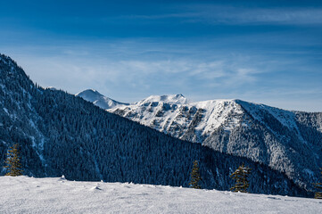 Snowy forests of Carphatian mountains  Romania