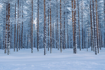 Cropped image of tall trees capped with ice and snow in nordic climate and environment, breathtaking scenery of winter forest landscape
