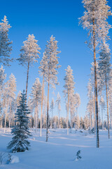 Beautiful natural northern environment covered with ice on blue sky background, cold wanderlust destination with tall spruce and trees with snowy brunches
