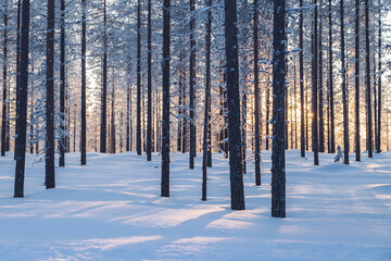 Winter scenic location wonderland with tall white trees in frosty climate, natural environment on...