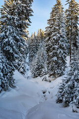 Snowy forests of Carphatian mountains  Romania