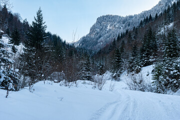 Snowy forests of Carphatian mountains  Romania