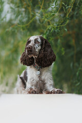 English Springer Spaniel dog in the park. The dog stands beautifully